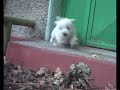 westie so surprise