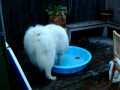 Sparky and Blizzard playing on the patio