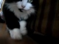 Evil Mitzie Evil Mitzie