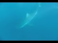 Sardine run. Duskies and divers Sardine run. Duskies and divers