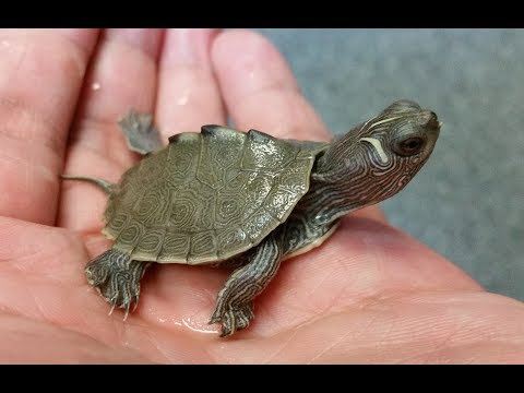 YouTube reptile video