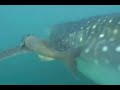 whale shark in la paz