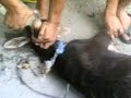 KAMBING DEAD