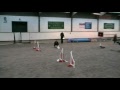 Agility Cup November 2009 nr.3