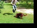 foot benoit VS aldo (chien) foot benoit VS aldo (chien)
