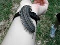 Giant Amazonian Millipede