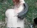 Giant Amazonian Millipede