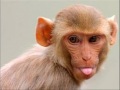 Beautiful animals