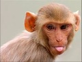 Beautiful animals