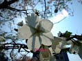 Sakura - Cherry Blossoms