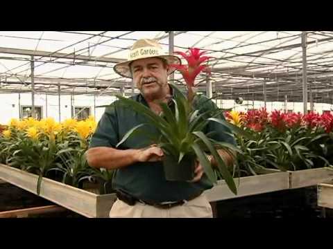 how to transplant guzmania