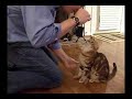 Cat thinks he is a dog
