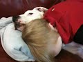 Dogpile