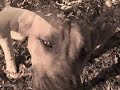 2009 AKC Eukanuba Commercial Contest Entry.wmv