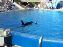 HOLLY SEES SHAMU