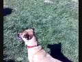 videos de Sindy
