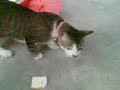 nice kitty