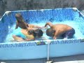 domingo 28, asado y calor