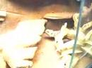 Bartagame jagt Heimchen