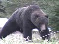 Brown bear bow hunt