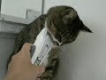 Click here to watch this video 猫のヒゲソリ(ニャン人)