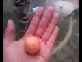 FWD:Weird fruit.....and cows