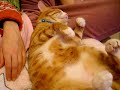 fat cat minnos is sleeping very nice and cute