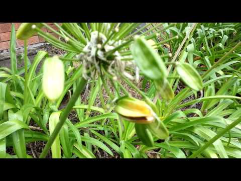 how to harvest agapanthus seeds