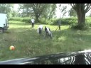 chalon piknik