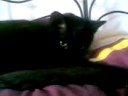 Evil Black Cat In Nirvana