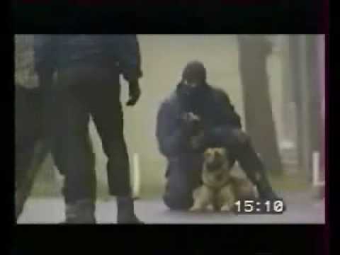 PERROS DE ATAQUE -