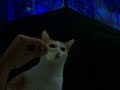 Cat licking a chip