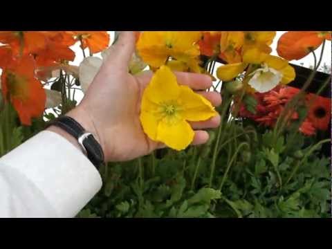 how to plant iceland poppies