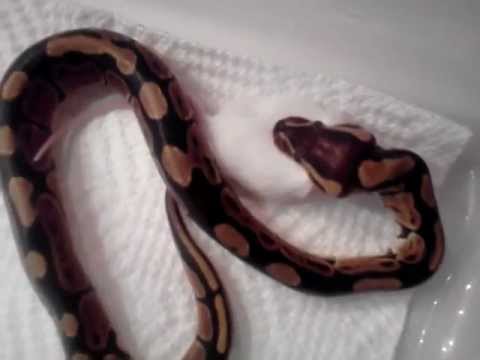 how to care for a baby ball python