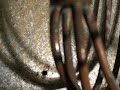 What a Refrigerant Leak Looks Like in An Evaporator!