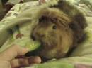 Sookie beim Gurke fressen