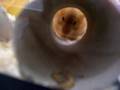 Button Mushroom Taking treat in toilet roll