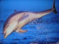 Amour de dauphins - I do believe in fairies