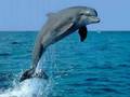 Amour de dauphins - I do believe in fairies