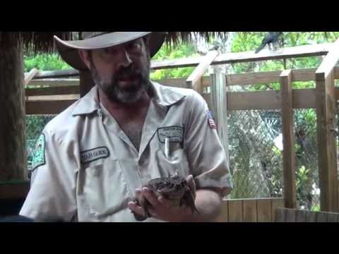 Gator Park Everglades at Miami, Florida