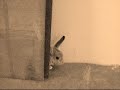 Rabbit Hopping Around