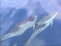 Delf�n moteado - Atlantic spotted dolphin