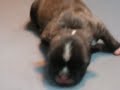 Cape Cod French Bulldog Puppies