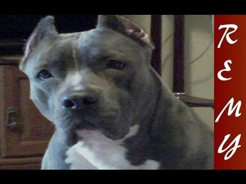 how to train blue nose pitbull