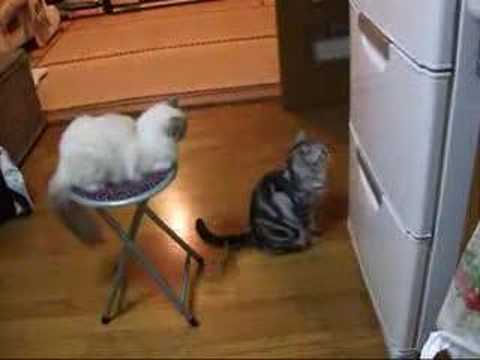 猫動画Youtube(ユーチューブ・ゆーちゅーぶ)・Dailymotion動画