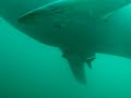 forra wales shark 1 - free flv video @ vwatch.tv