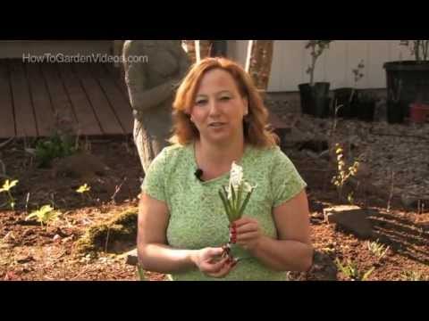 how to care hyacinth