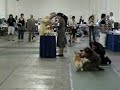 Corgis Part 3 of 3