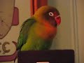 Julius the lovebird tweets in his sleep