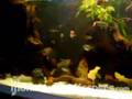 Feeding Fire Eel by StiffMeister - Monsterfishkeepers.com